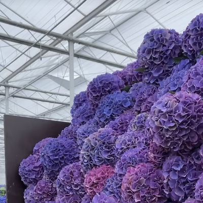Invernadero de vidrio de una sola capa para el cultivo de hortalizas mejora la eficiencia de su cultivo