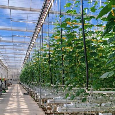 Invernadero de vidrio a un precio razonable para el cultivo de verduras y asequibilidad garantizada
