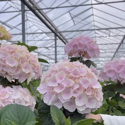 Invernadero de vidrio flotante para vegetales Diseño multi-espacio Solicitud personalizada aceptada