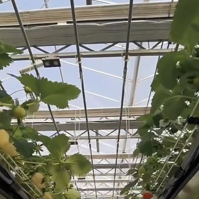 Sistema hidropónico de invernadero de vidrio de pantalla de sombreado grande para un cultivo óptimo