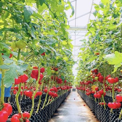 Pago inicial Invernadero de vidrio de origen chino con sistema hidropónico de múltiples tramos
