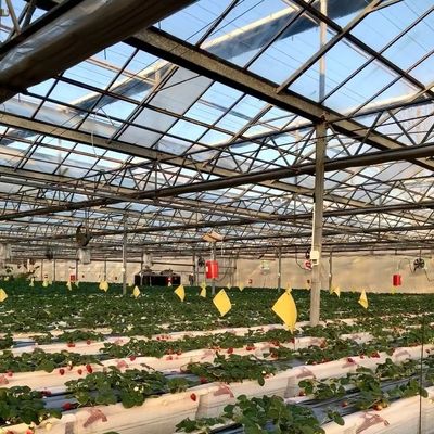Pago inicial Invernadero de vidrio de origen chino con sistema hidropónico de múltiples tramos
