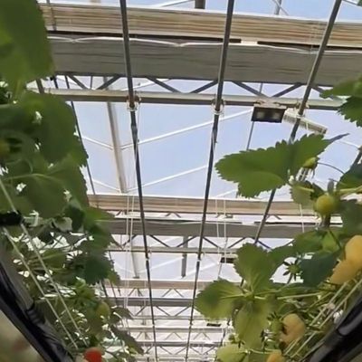 Instalación de vegetales hidropónicos en invernaderos de vidrio Costo de envío y tiempo de entrega estimado