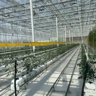 Invernadero de vidrio de alta transmisión luminosa para verduras Restituciones de devolución Hasta 30 días