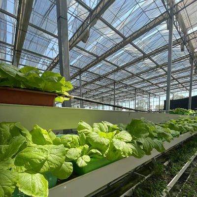 Invernadero de vegetales hidropónicos cubiertos de vidrio con pantalla de sombreado y estructura de acero