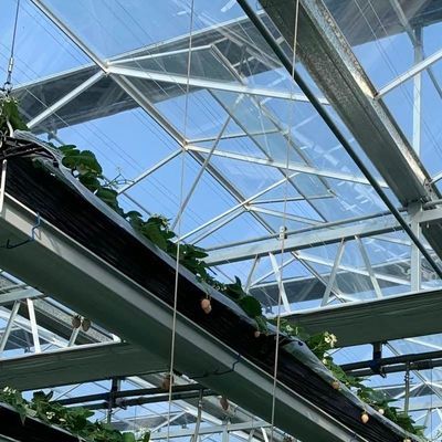 Gran invernadero de vidrio El ambiente perfecto para el cultivo hidropónico de verduras