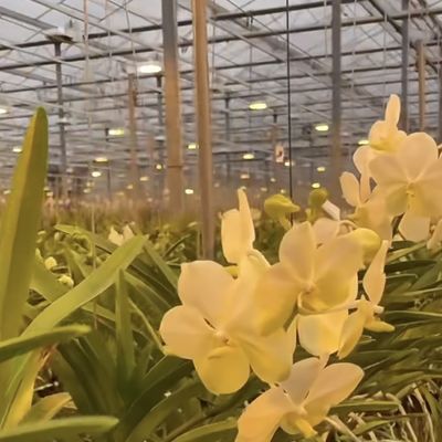 Invernadero de vidrio elegante con vegetales hidropónicos mejora la eficiencia agrícola