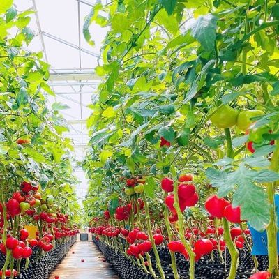 Invernadero de cristal de estructura de acero para el cultivo de vegetales grande y multifuncional