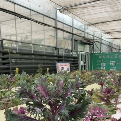 Sistema hidropónico de invernadero de vidrio de precio razonable para una utilización máxima del espacio