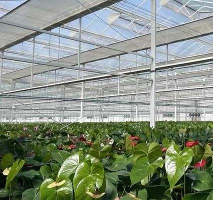 Invernadero de vidrio hidropónico con sistema de pantalla de sombreado Peso bruto 80.000 kg