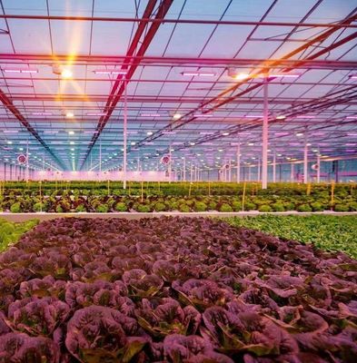 US Float Single Span Greenhouse para hortalizas/frutas/flores y devoluciones