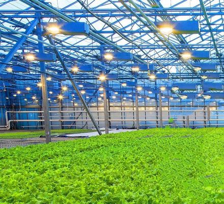 US Float Single Span Greenhouse para hortalizas/frutas/flores y devoluciones