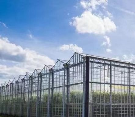 US Float Single Span Greenhouse para hortalizas/frutas/flores y devoluciones