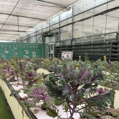 Sistema hidropónico de invernadero de vidrio de doble capa con integración de tecnología de múltiples tramos