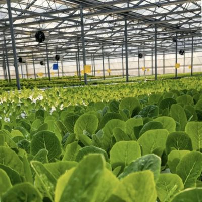 Sistema hidropónico de vegetales de invernadero de vidrio moderno multi-españo para el mercado multi-españo