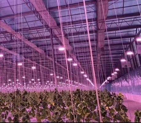 Sistema de cultivo hidropónico en invernadero comercial para la producción de hortalizas