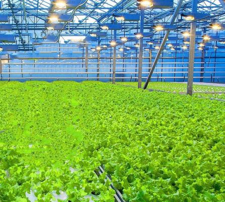 Sistema de cultivo hidropónico en invernadero comercial para la producción de hortalizas