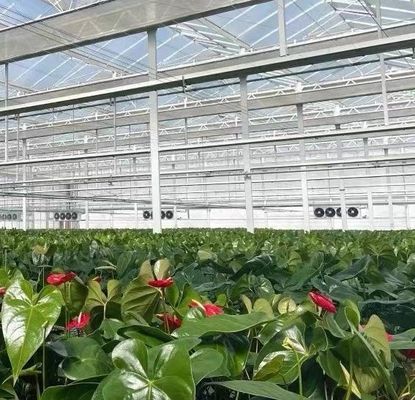 Estructura de acero Sistema de cultivo hidropónico Venlo para el cultivo hidropónico de vegetales