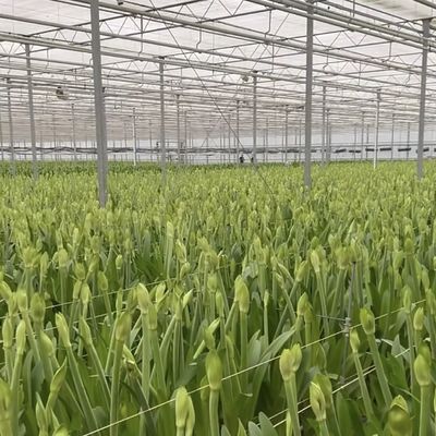Sistema de cultivo hidropónico Invernadero de vidrio para techos de doble capa en forma de techo tipo