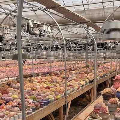 Sistema de cultivo hidropónico Invernadero de vidrio para techos de doble capa en forma de techo tipo