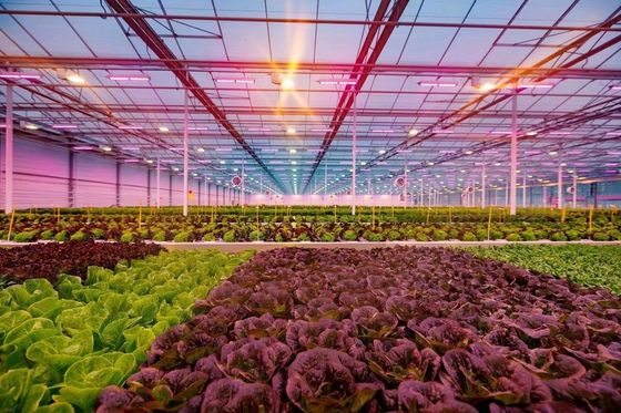 80.000kg Paquete Peso bruto Invernadero de vidrio con hidroponía y coste de envío