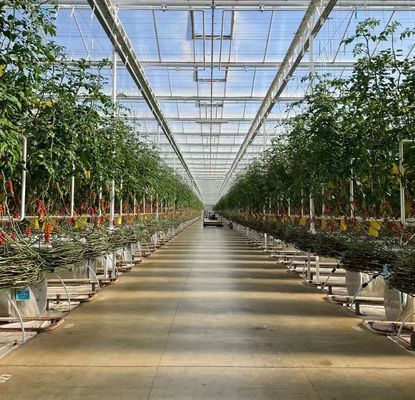 Invernadero de plantación de verduras de doble capa con riego por goteo y estructura de acero